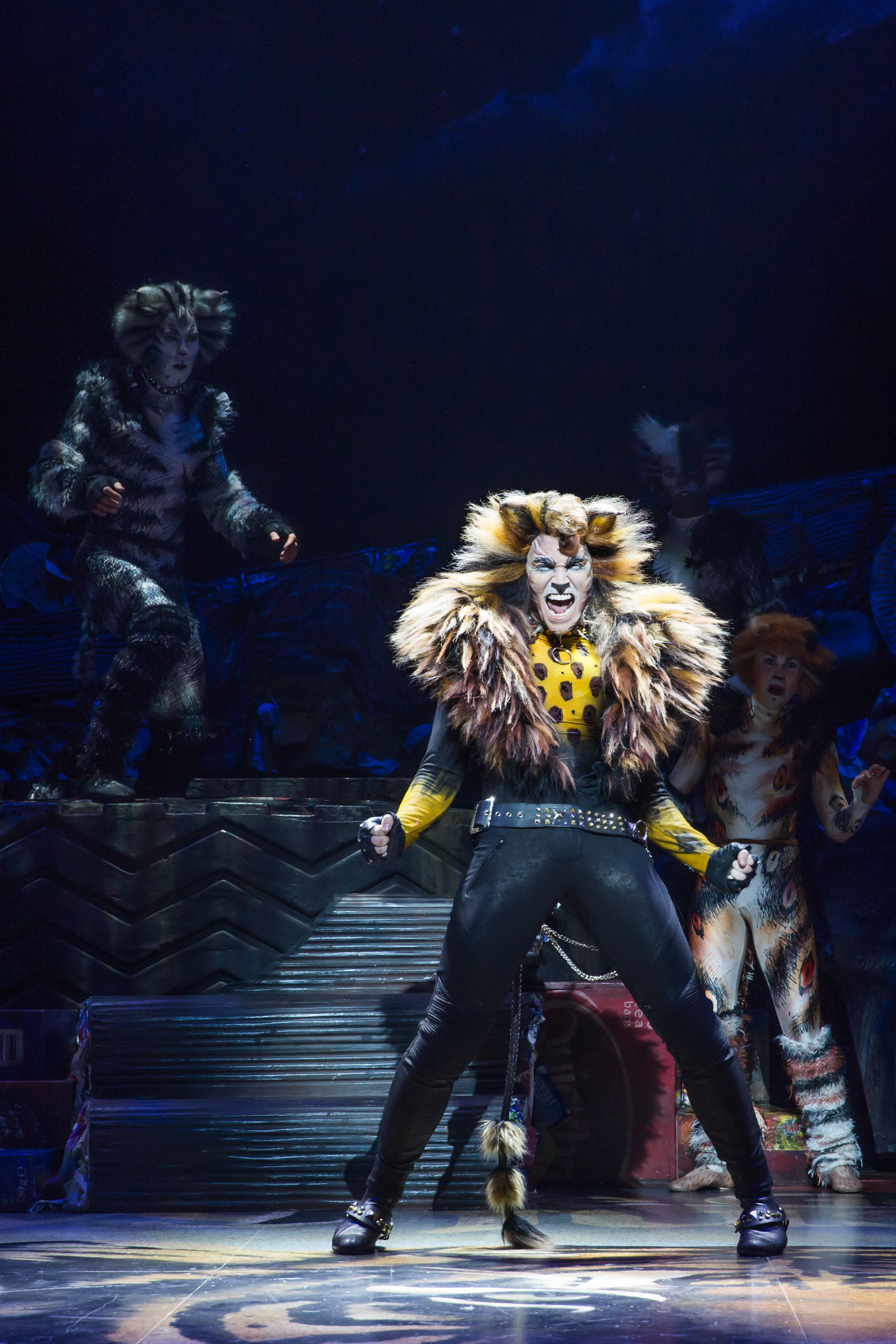 Cats